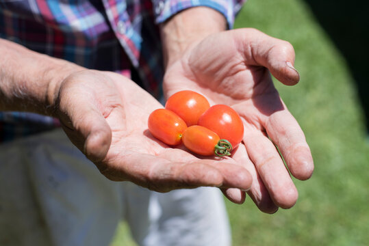 harvesting tomatoes in the cherry garden