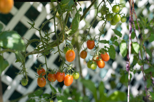 harvesting tomatoes in the cherry garden