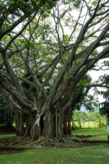 árbol de caucho