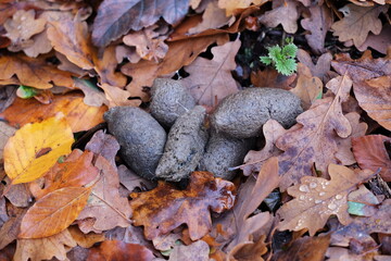 Hundekot auf Waldboden