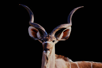male kudu isolated on a Black background, Kudu animal at African forest,