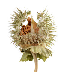 Datura stramonium
