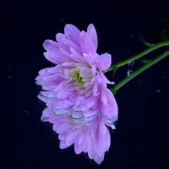 Pink flowers chryzanths on dark background reflection on water tender chryzantemy różowe i delikatne © Anna