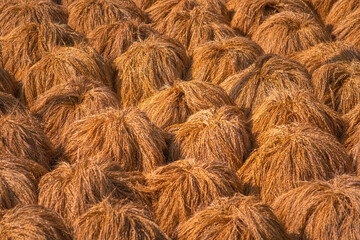 Ripe rice is drying after gathering