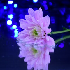 Chrysanth pink flower on dark background with blue bokeh reflection on waterromantic kwiaty i bokeh © Anna