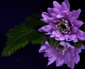 Pink flowers chryzanths and fern on dark background reflection on water tender chryzantemy i...
