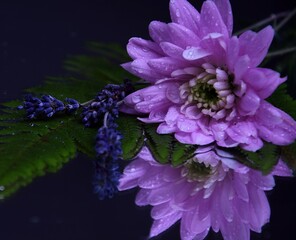 Pink flower chryzanth, lavender and fern on dark background reflection on water tender chryzantemy, lawenda i paproć  różowe i delikatne © Anna