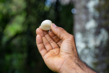 Fruto de la palma de tagua