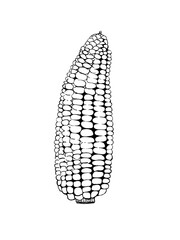 One solid line illustration of corn, natural, corn. Isolated image in ink on a white background, graphics ,doodles, handmade