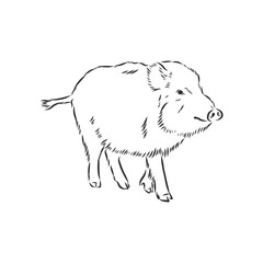 Sketch grunge wild boar in the profile.Stock vector illustration., wild boar vector sketch illustration