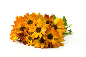 osteospermum - orange african daisy on white background