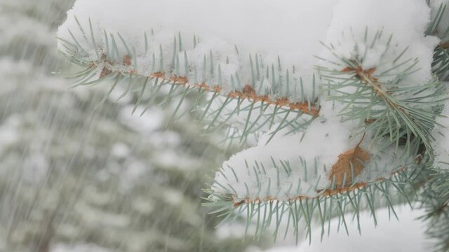 spruce branch covered with snow, blizzard outside, not weather.