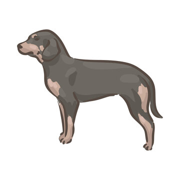 Cute dog Slovensky Kopov breed pedigree vector illustration 