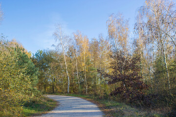 Fototapeta premium Landscape in the National Park Maasduinen in the Netherlands
