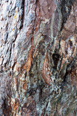 Pine bark with resin as background