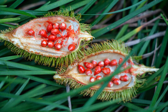 Achiote, Bixa orellana,  annatto u onoto 
