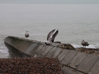 seagulls on the pier