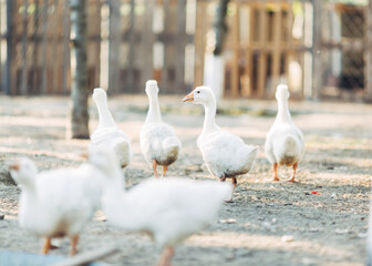 White geese on the farm.