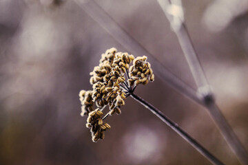 Beautiful grass covered with white frost. Grass in the meadow covered with hoarfrost. The first  frosts.Late autumn, the concept of frost. selective focus