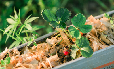 Farm strawberry. Farm-grown strawberries with organic fertilizers.
