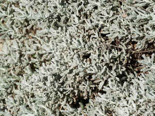 Santoline petits-cyprès ou petite citronelle (Santolina chamaecyparissus), arbrisseau au feuillage étroit,  gris argenté et aromatique sur tiges blanches feutrées 