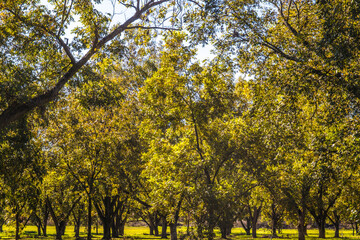 Rows of pecan trees on a Pecan Tree Orchard blue sky