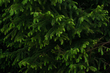 Naklejka na ściany i meble green branches of a Christmas tree
