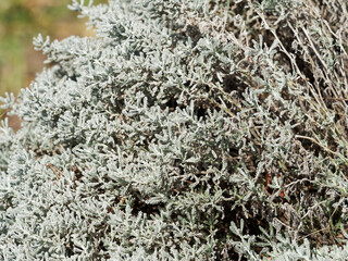 Santolina chamaecyparissus ou Santoline petit-cyprès, sous-arbrisseau au feuillage étroit,...