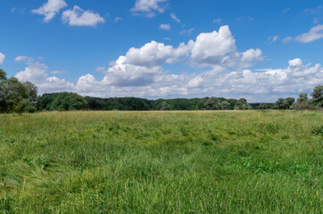Green grassy meadow, deciduous forest on the horizon and blue sky with white clouds on a summer sunny day. Rural landscape.