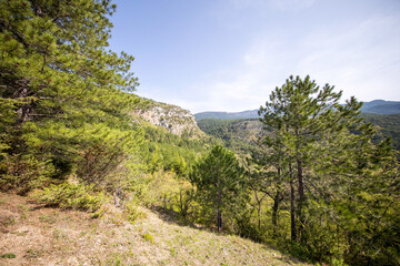 Fototapeta na wymiar Crimea Crimean mountains Mountains Forest Crimean forest Nature