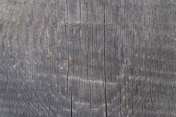 Close-up (macro shot) of an old wooden tree trunk. Gray wooden board. Can be used as background