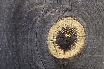 Close-up (macro shot) of an old wooden fence (wooden board). Color gray, yellow circle (spot). Can be used as background