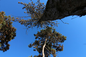 Alberi di pino si stagliano sull’azzurro intenso del cielo