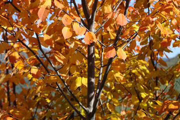 autumn leaves in the sun