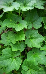 green leaves background