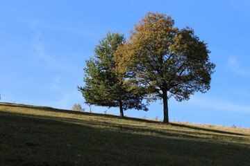 tree on the hill