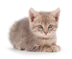 Obraz premium Little gray kitten lies.