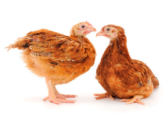 Two young hens isolated.