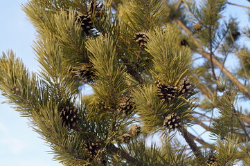 Fototapeta na wymiar Close-up of a young pine branch with cones on a background of blue sky.