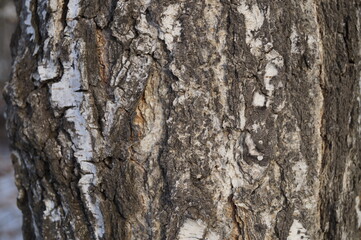 Close up of old birch bark. Natural light, can be used as background