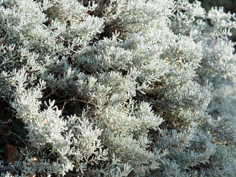 Santolina chamaecyparissus | Santoline petit-cypr&egrave;s ou petite citronelle au feuillage finement d&eacute;coup&eacute;, lob&eacute; gris argent&eacute; bordur&eacute; de limbes dent&eacute;s