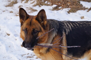 Close-up of a German shepherd dog stands with a wooden stick (or branch). Winter snow background. Natural light.