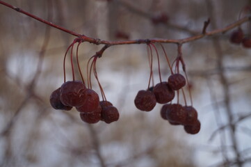 Close-up (macro shot) of frozen ranetki (or small apples) on a branch of an apple tree. Natural light.