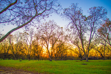 Fototapeta na wymiar Sun beaming through pecan trees on a pecan farm orchard in south rural Georgia