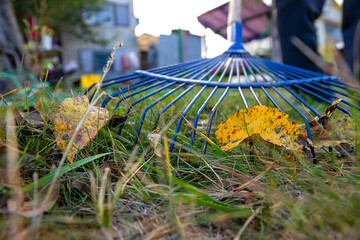 Cleaning yellow fallen leaves with a rake in autumn. Human concern for the environment. Nature in...