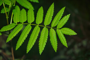 Branch with green leaves of rowan on a blurred natural background close-up.