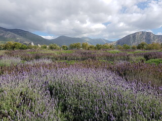 lavender field in region