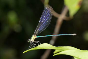 dragonfly