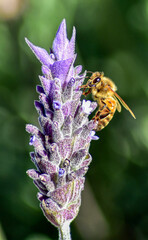 bee on lavender