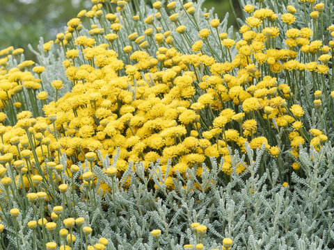 Santolina chamaecyparissus ou Santoline petit-cyprès à petites fleurs globuleuses jaune soufre très odorantes sur tiges verte et nues dans un feuillage gris-argenté 